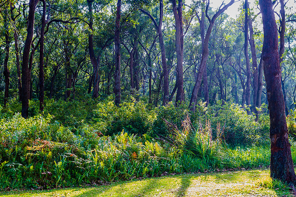 Forest in the storm light