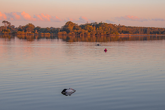 Sunset waterscape with pelican and dolphin