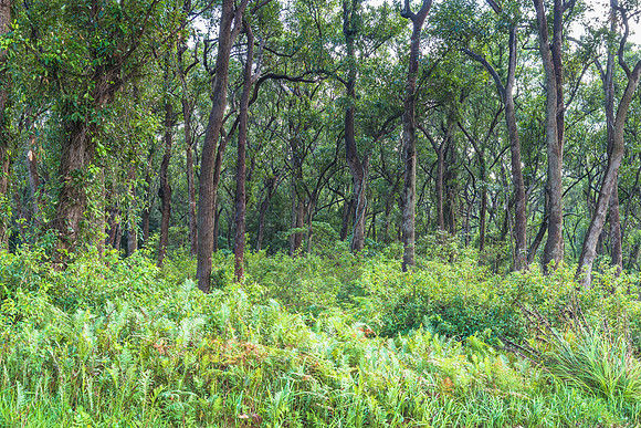 Forest in the storm light