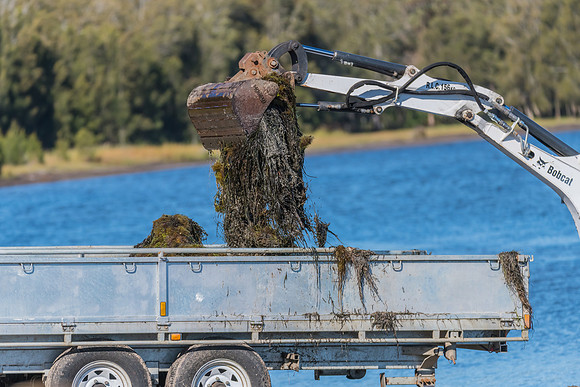 Seaweed harvesting machinery