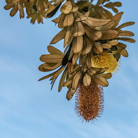 Banksia flowers hanging on the tree