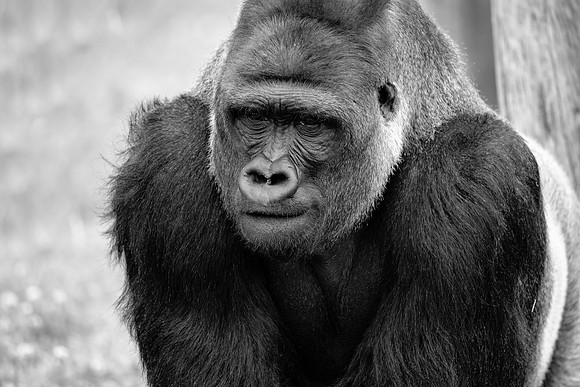 Male Silverback Western Low Land Gorilla in Black and White