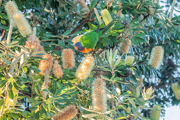 Banksia tree in flower with a rainbow lorikeet