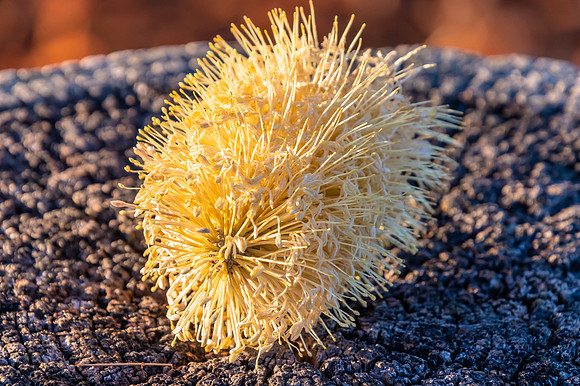 Fallen Banksia flower on a tree stump