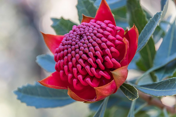 Waratah Flower in Bloom