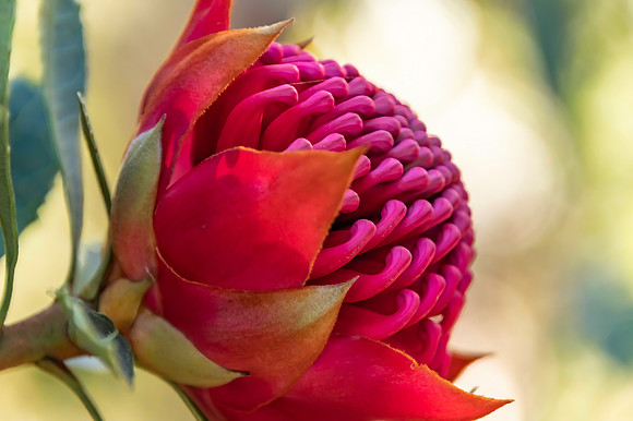 Waratah Flower in Bloom