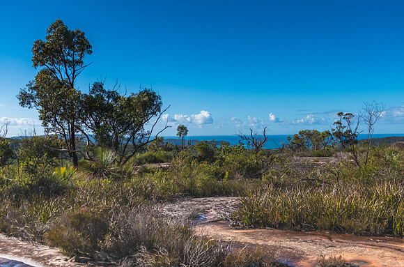 Australian Bush with Tessellated Rock