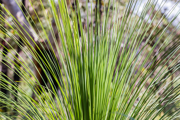Grass tree leaves fanned out on the plant in the Australian Bush