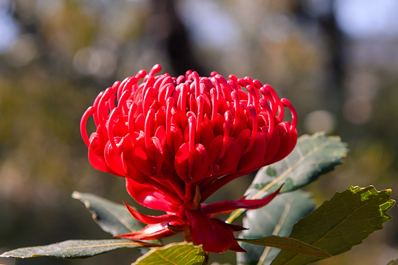 Australian Native Waratah Wildflower in Bloom