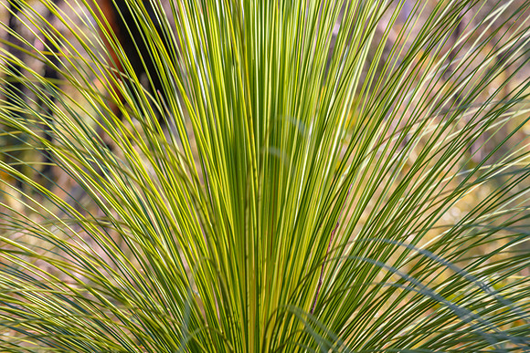 Grass tree leaves fanned out on the plant in the Australian Bush