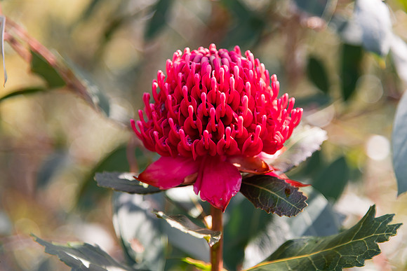 Australian Native Waratah Wildflower in Bloom