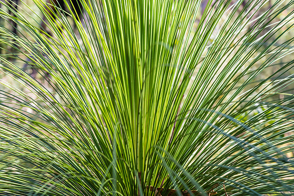 Grass tree leaves fanned out on the plant in the Australian Bush