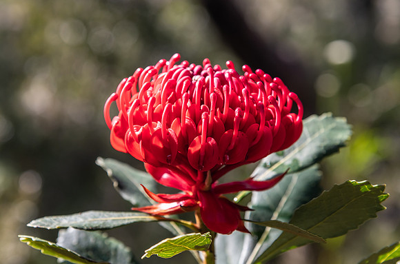 Australian Native Waratah Wildflower in Bloom
