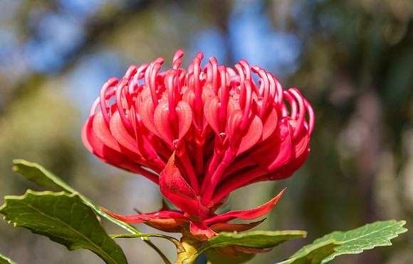 Australian Native Waratah Wildflower