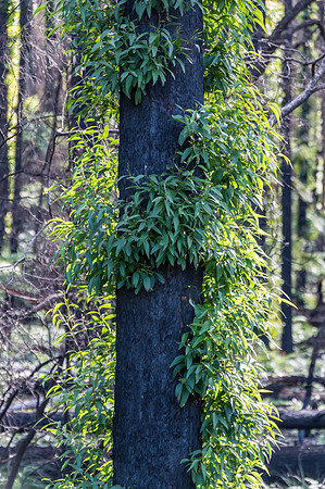 The bush shows signs of regrowth, regeneration and recovery
