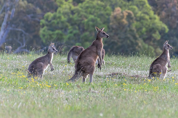 Eastern Grey Kangaroos