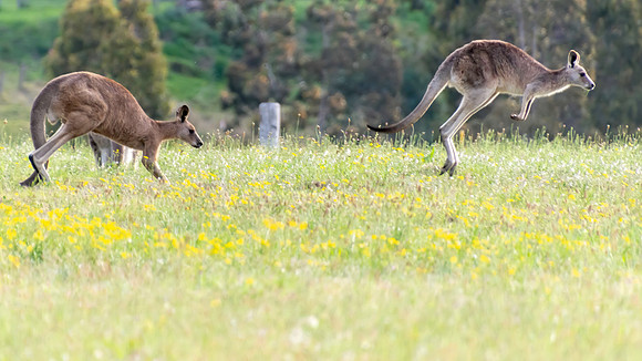 Eastern Grey Kangaroos