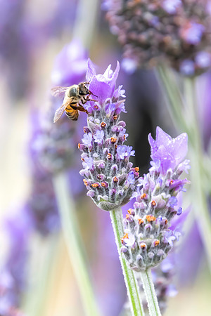 Bees love lavender in bloom