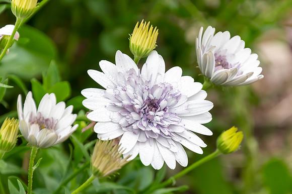 White Osteospermum flowers in the garden
