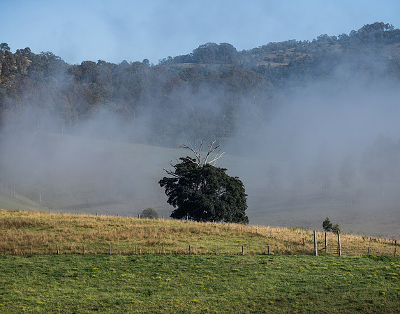Out in the country on a foggy morning with a tree and hilly backdrop