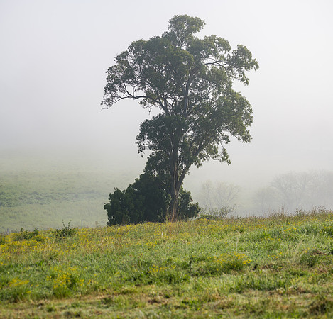 Rural countryside on a foggy morning with a large gum tree