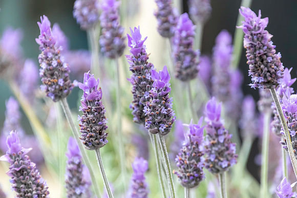 Lavender in bloom