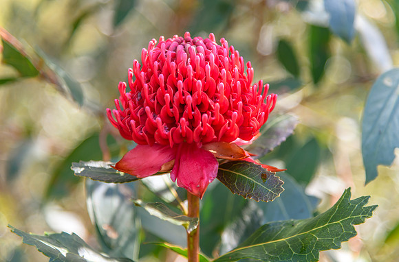 Australian Native Waratah Wildflower in Bloom