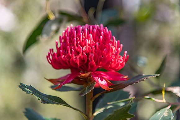 Australian Native Waratah Wildflower in Bloom