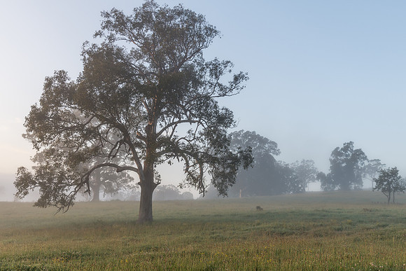 Rural Countryside and large gum tree in the early morning fog