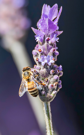 Bees love lavender in bloom