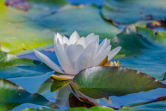 White Water Lily in the pond at Mayfield Garden