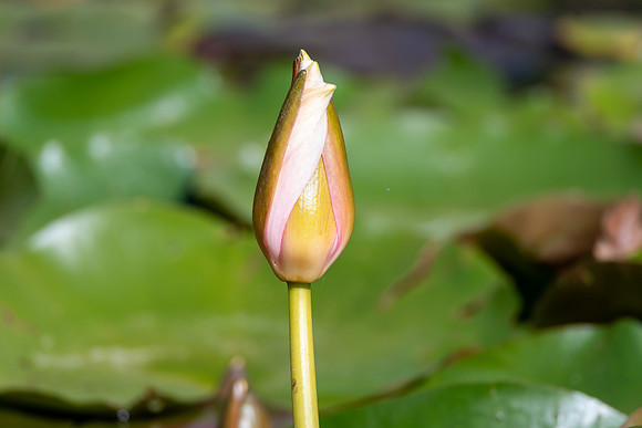 Water Lily in the pond at Mayfield Garden