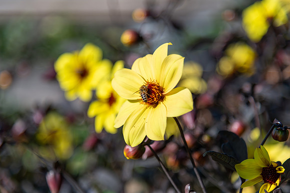 Autumn flora and fauna at Mayfield Garden