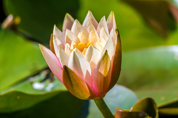 Water Lily in the pond at Mayfield Garden