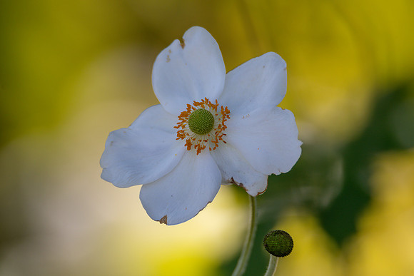 White flower and yellow background - Autumn flora at Mayfield Ga