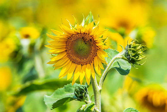 Stunning Summer Sunflowers and Honey Bees