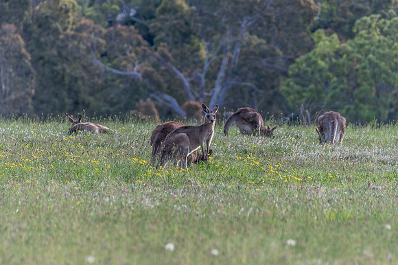 Eastern Grey Kangaroos in a paddock