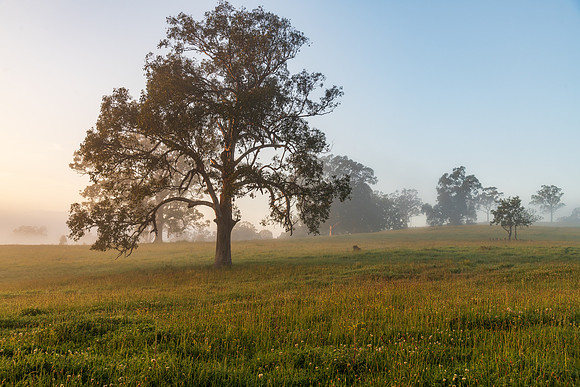 Rural Countryside in the early morning light and mist
