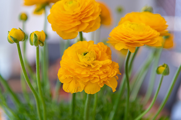 Bouquet of yellow ranunculus flowers