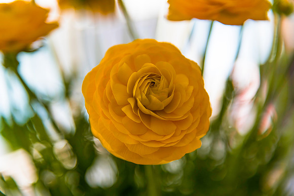 Bouquet of yellow ranunculus flowers