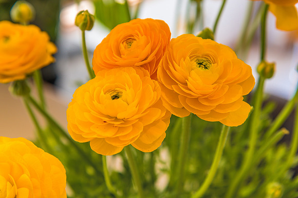 Bouquet of yellow ranunculus flowers