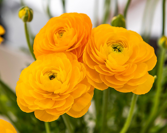 Bouquet of yellow ranunculus flowers