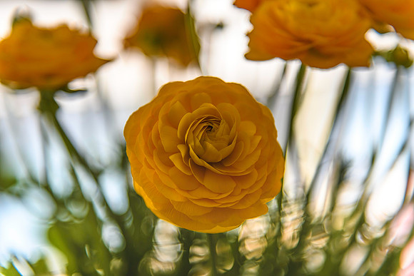 Bouquet of yellow ranunculus flowers