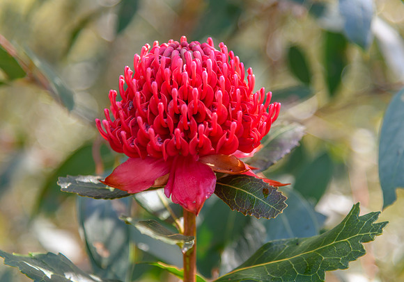 Australian Native Waratah Wildflower in Bloom