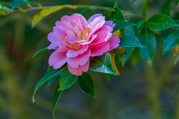 Pink Camellia in Flower