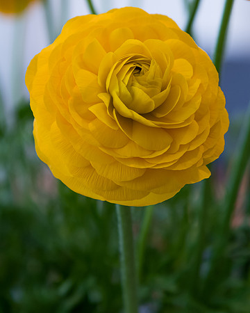 Bouquet of yellow ranunculus flowers