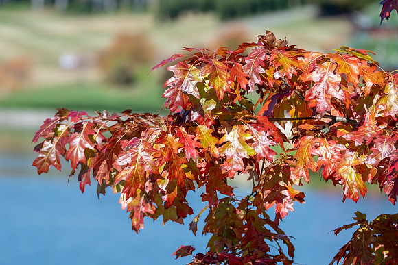 Autumn leaves changing colour at Mayfield Garden