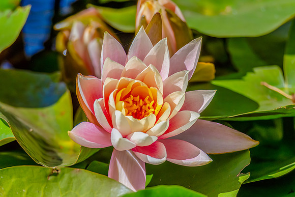 Water Lily in the pond at Mayfield Garden