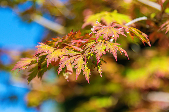 Autumn leaves changing colour at Mayfield Garden