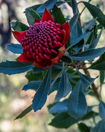 Waratah Flower in Bloom